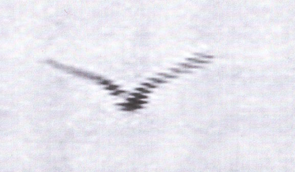 mouette